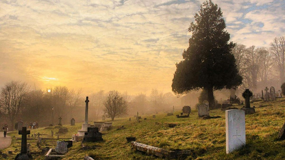 Квіти, які не можна садити на цвинтарі Квіти, які не можна садити на цвинтарі