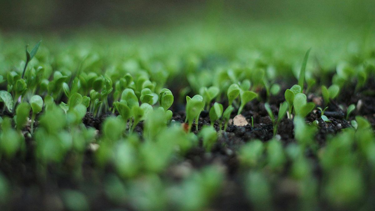 Що треба посіяти в Страсний тиждень Що треба посіяти в Страсний тиждень