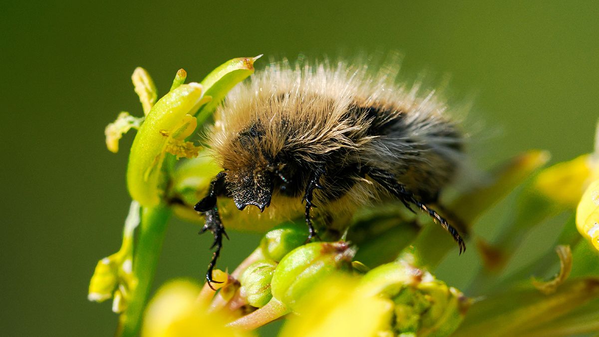 Растения, которые нельзя сажать возле дома Растения, которые нельзя сажать возле дома