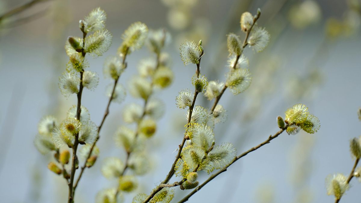 Вербу садити біля дому не можна Вербу садити біля дому не можна