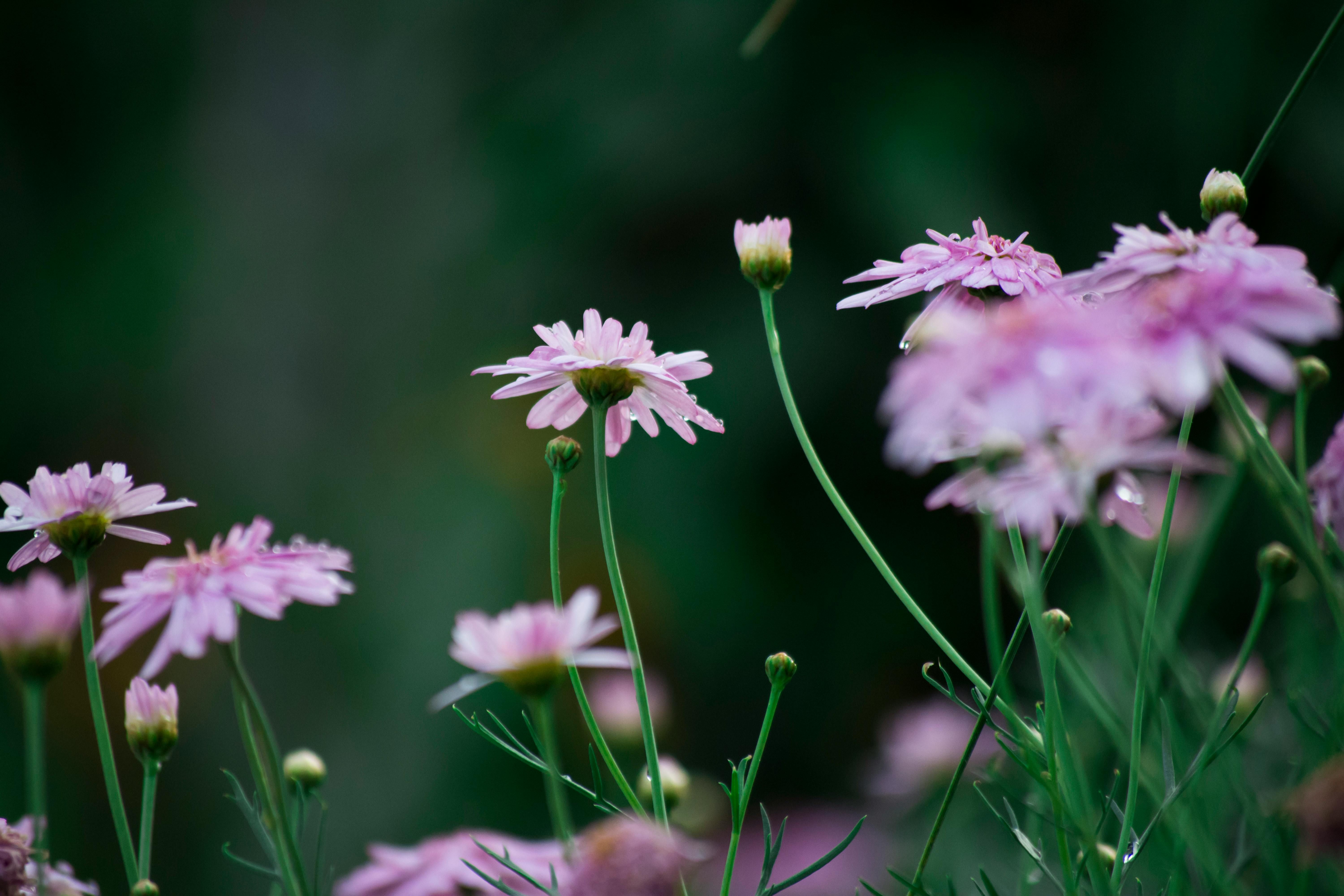 Деякі квіти варто садити на сонці Деякі квіти варто садити на сонці