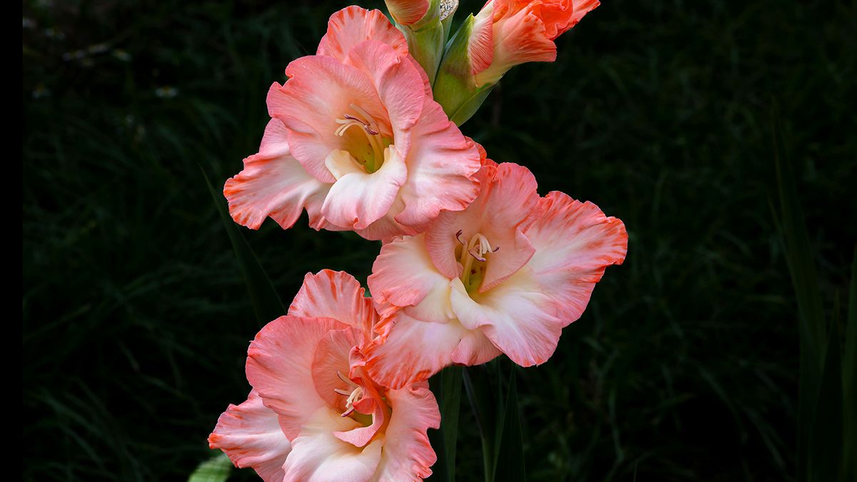 Как правильно сажать гладиолусы Как правильно сажать гладиолусы