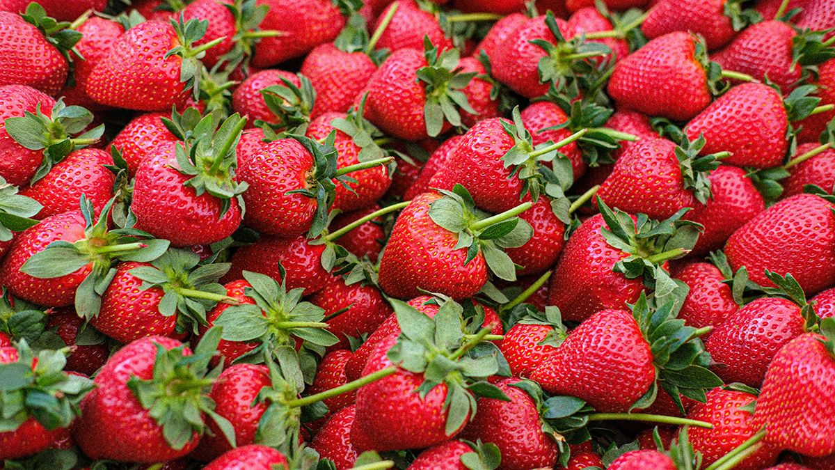 Підживлення полуниці навесні Підживлення полуниці навесні