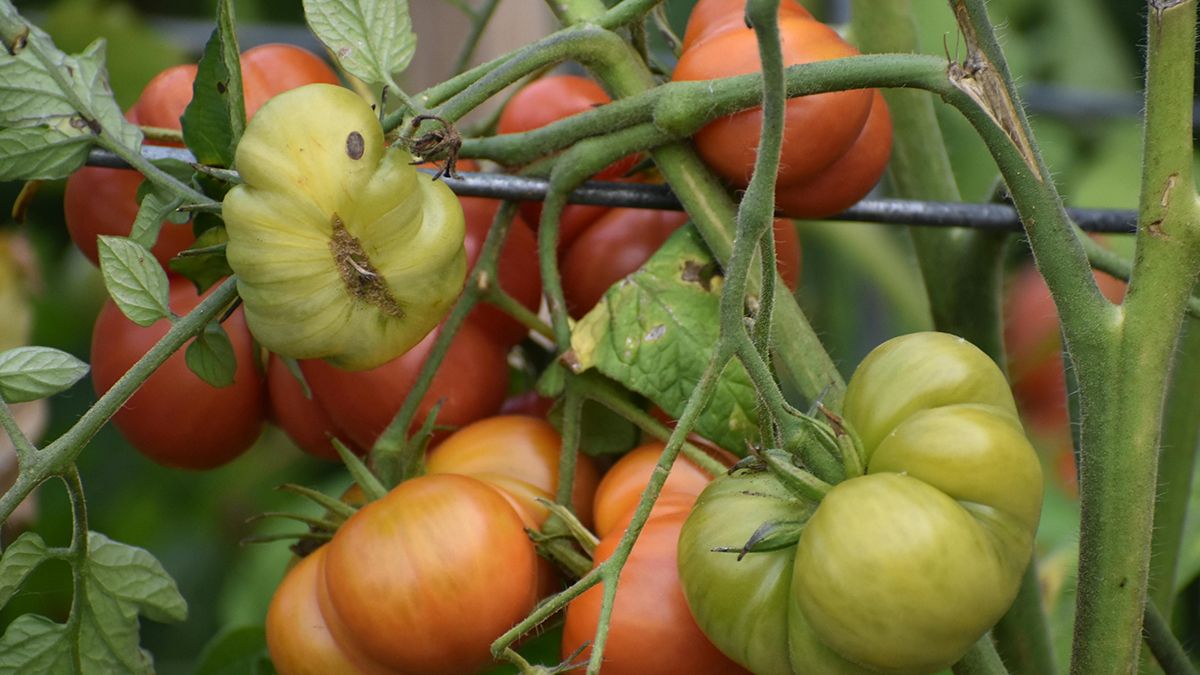 Совет, который поможет подкормить помидоры Совет, который поможет подкормить помидоры