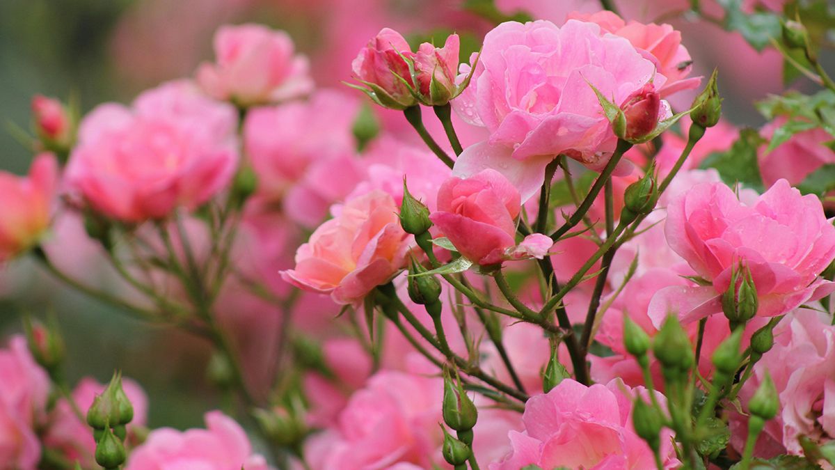 Троянди корисно підживлювати дріжджами Троянди корисно підживлювати дріжджами