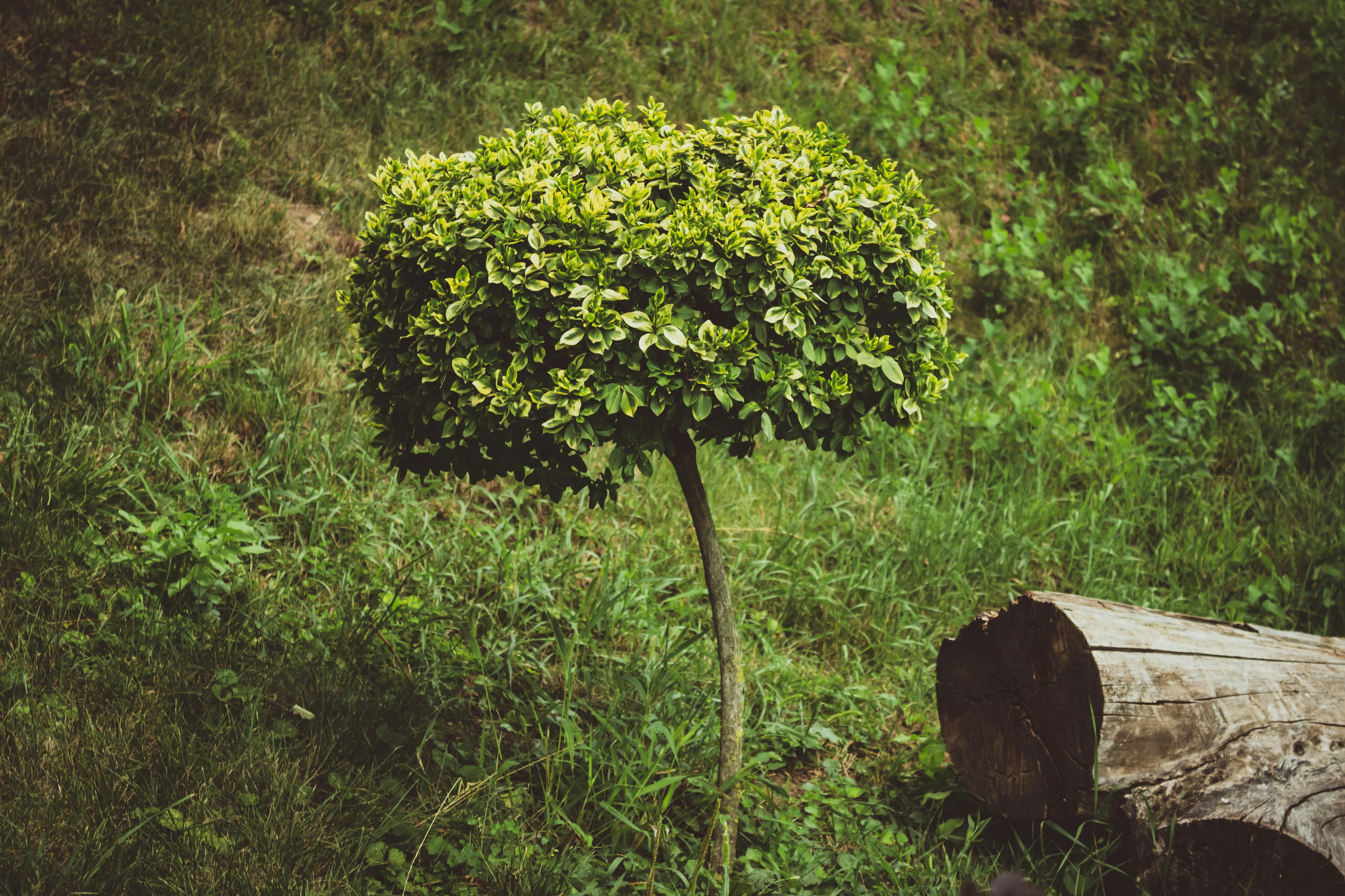 Самшит стоит высаживать внимательно Самшит стоит высаживать внимательно