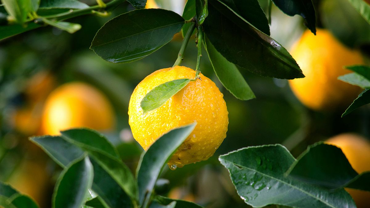 Лимон нужно правильно подкормить Лимон нужно правильно подкормить