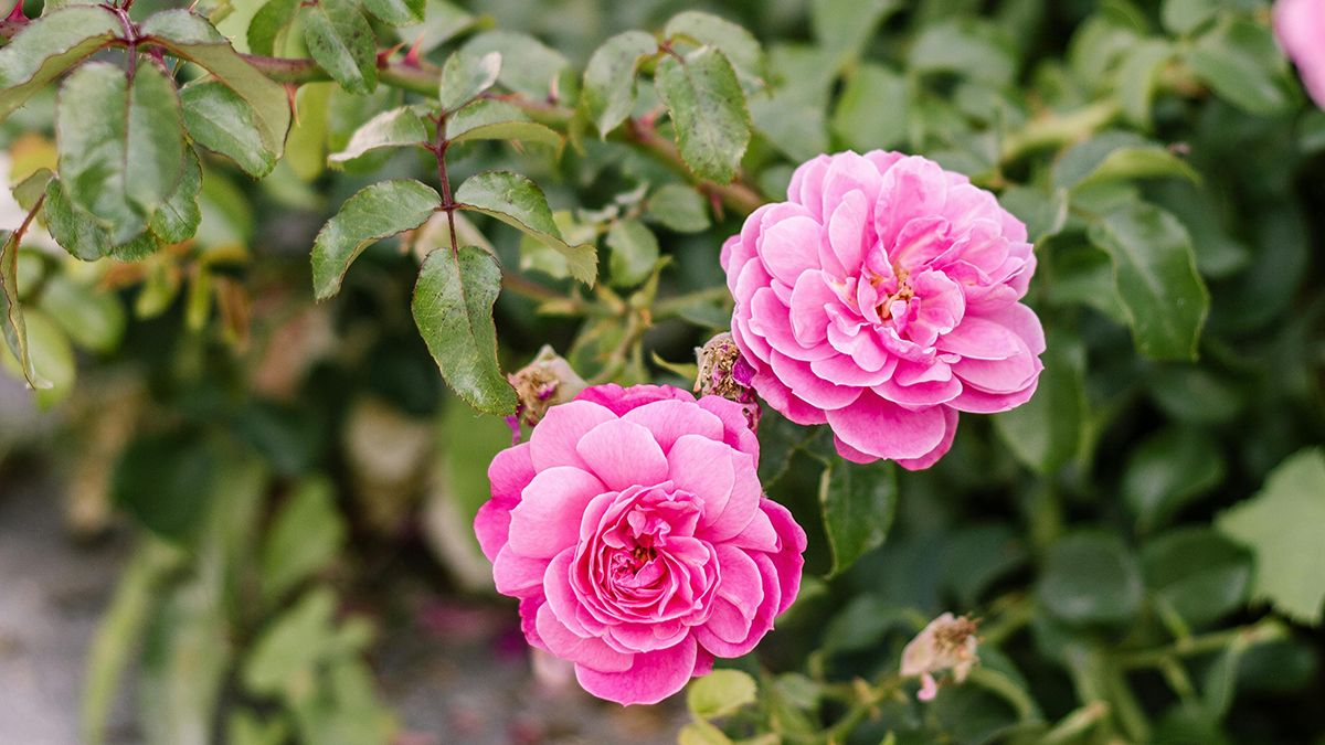 Роза будет расти лучше после подкормки Роза будет расти лучше после подкормки