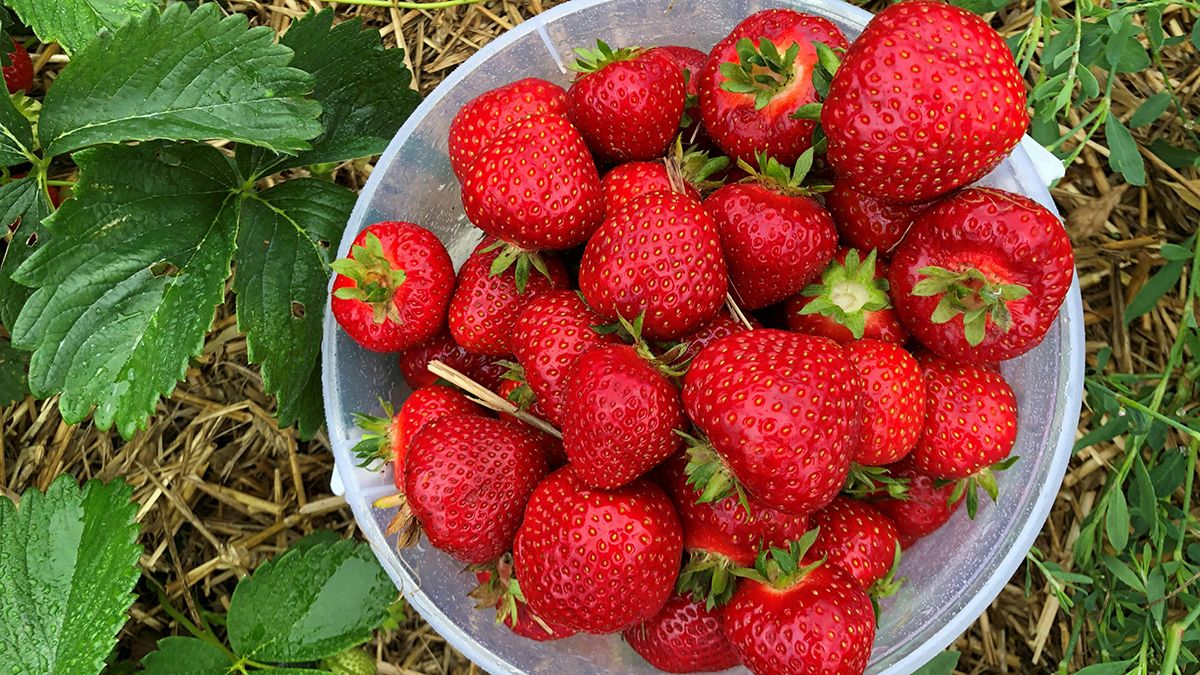 Названа лучшая подкормка для клубники Названа лучшая подкормка для клубники