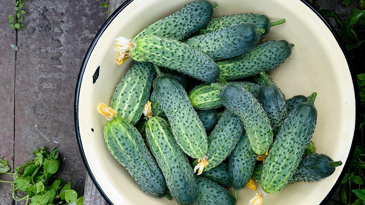 Самые лучшие подкормки для огурцов Самые лучшие подкормки для огурцов