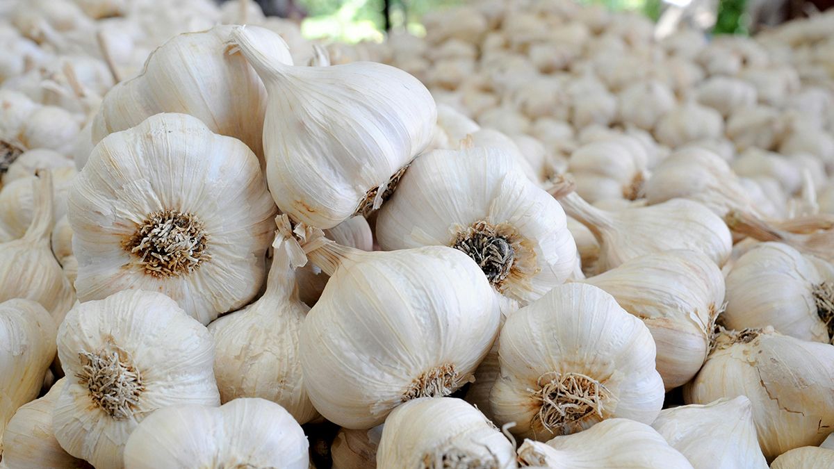 Часник потрібно правильно підживити Часник потрібно правильно підживити