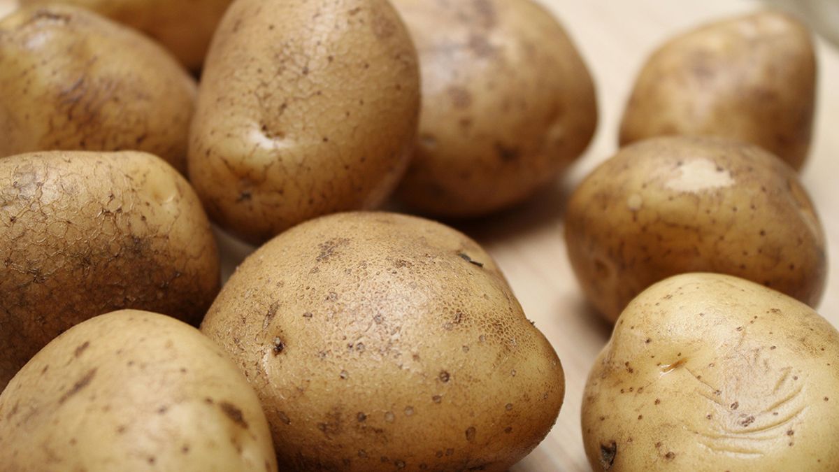 Названы лучшие дни для посадки картофеля в мае Названы лучшие дни для посадки картофеля в мае