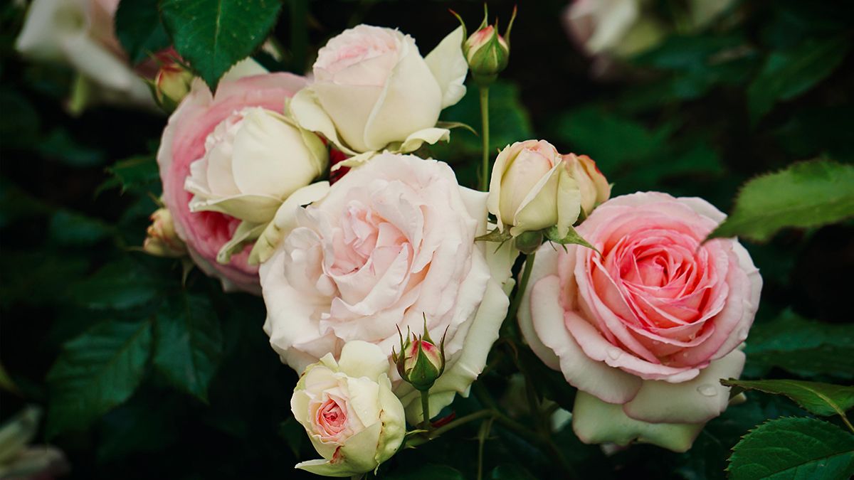 Названа лучшая подкормка для роз Названа лучшая подкормка для роз