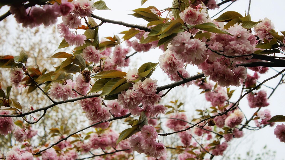 Вишню можно высаживать возле дома Вишню можно высаживать возле дома