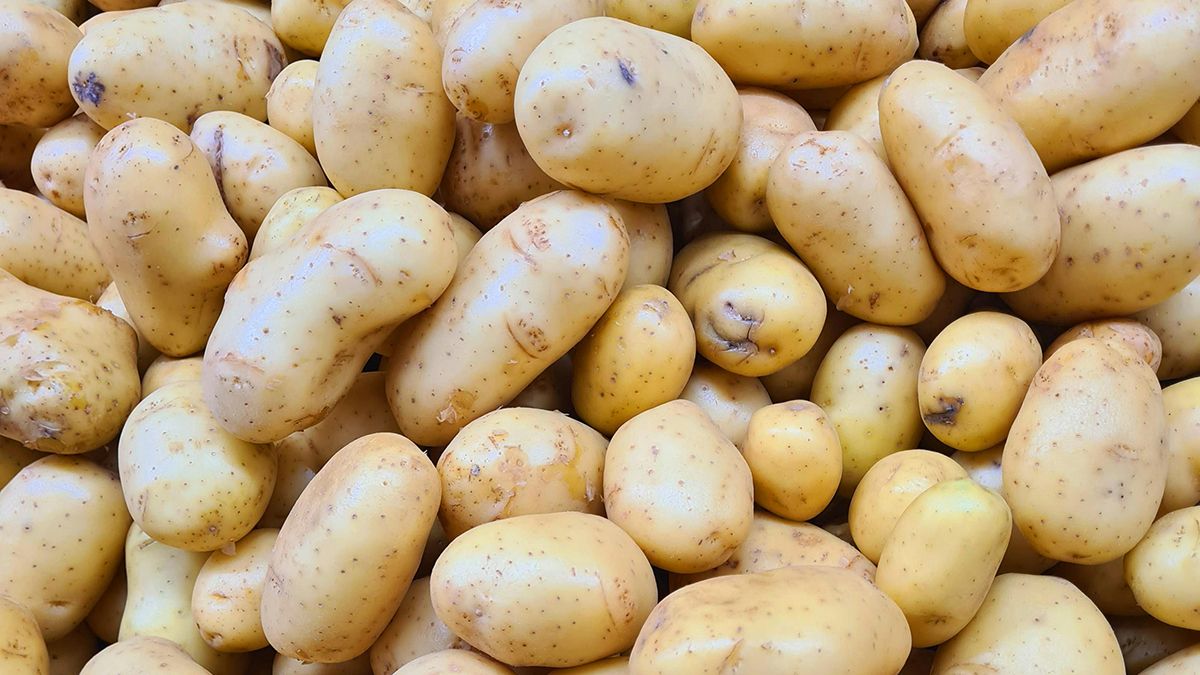 Советы, которые помогут вырастить картофель в ящике Советы, которые помогут вырастить картофель в ящике