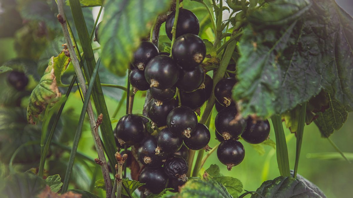 Смородину у травні можна підживити органікою Смородину у травні можна підживити органікою