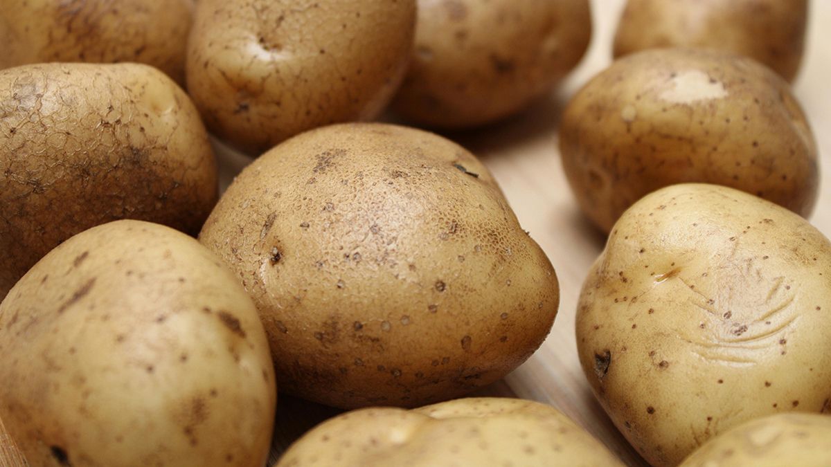 Названо корисне підживлення для картоплі Названо корисне підживлення для картоплі