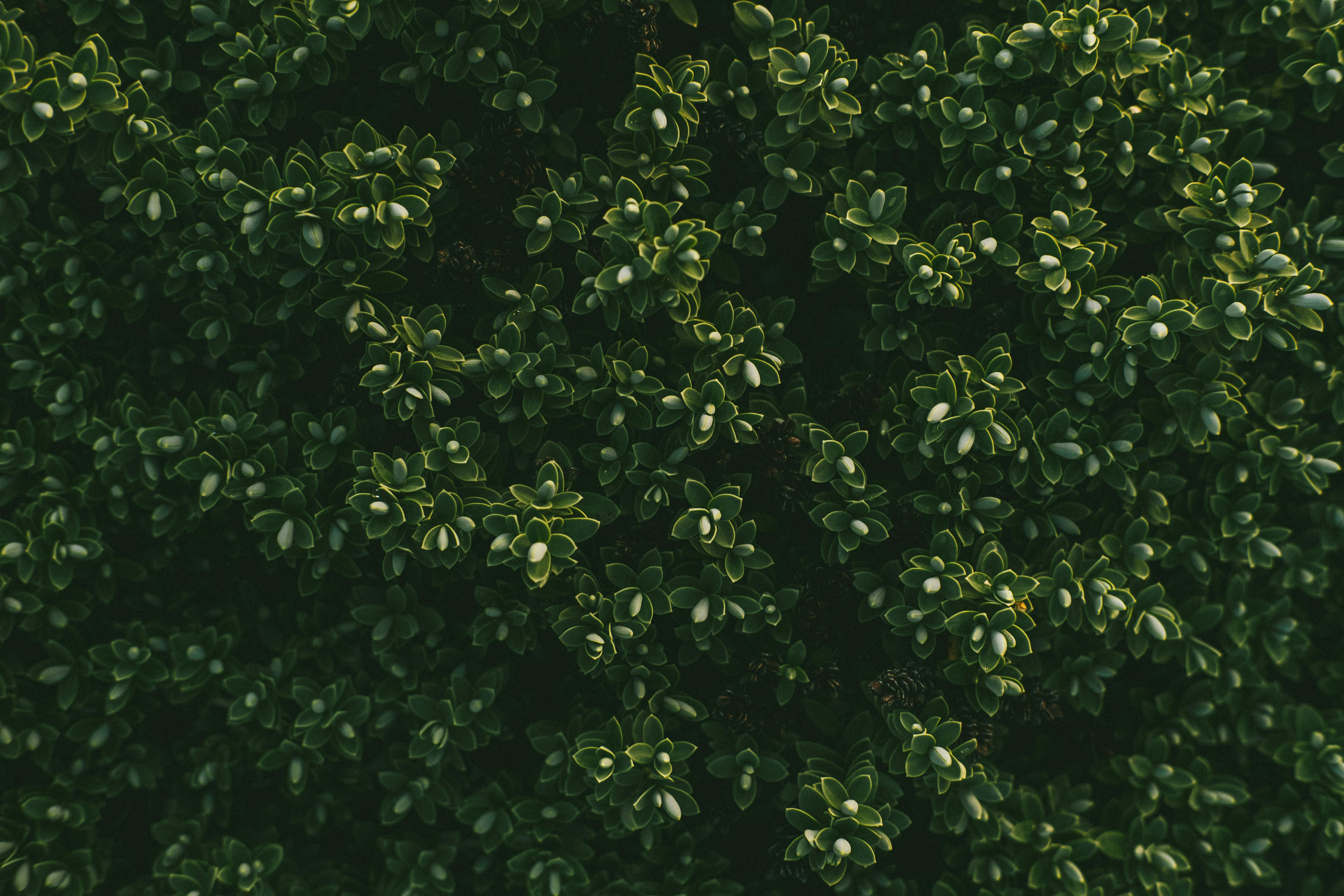 Самшит нужно подкармливать Самшит нужно подкармливать