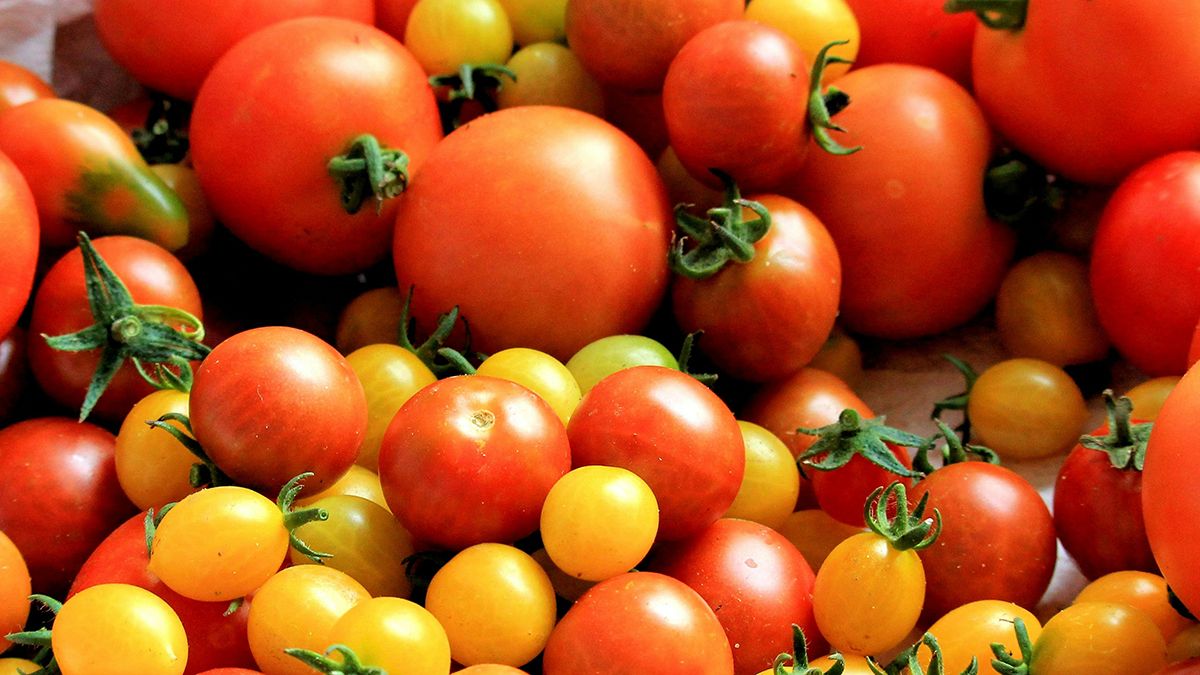 Названы методы для лучшего роста помидоров Названы методы для лучшего роста помидоров