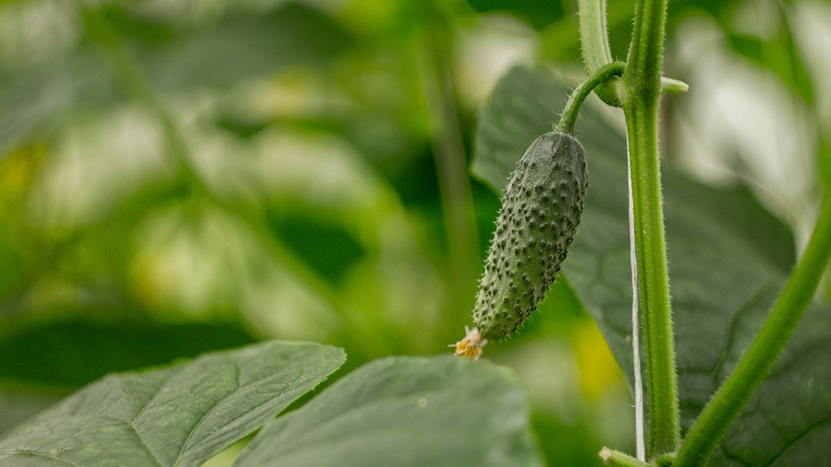 Есть простые методы, от которых огурцы не будут горчить Есть простые методы, от которых огурцы не будут горчить