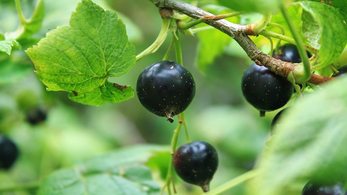 Названы лучшие подкормки для смородины Названы лучшие подкормки для смородины