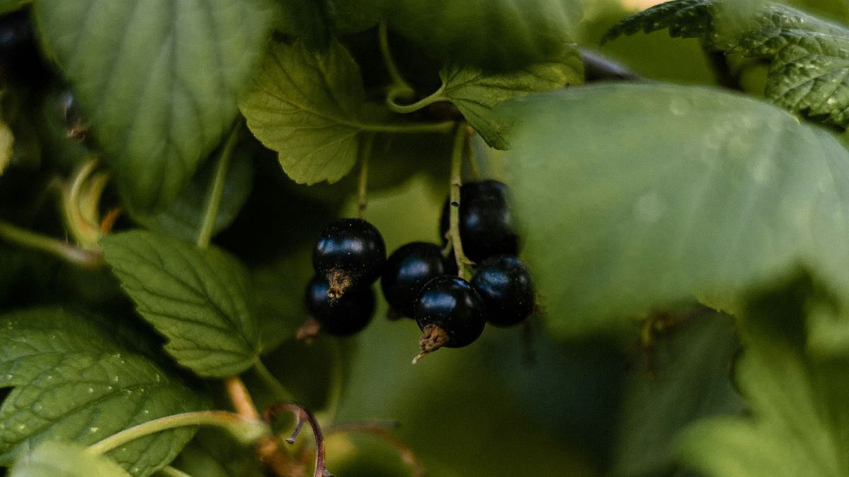 Лучшие удобрения для смородины 2025 года Лучшие удобрения для смородины 2025 года