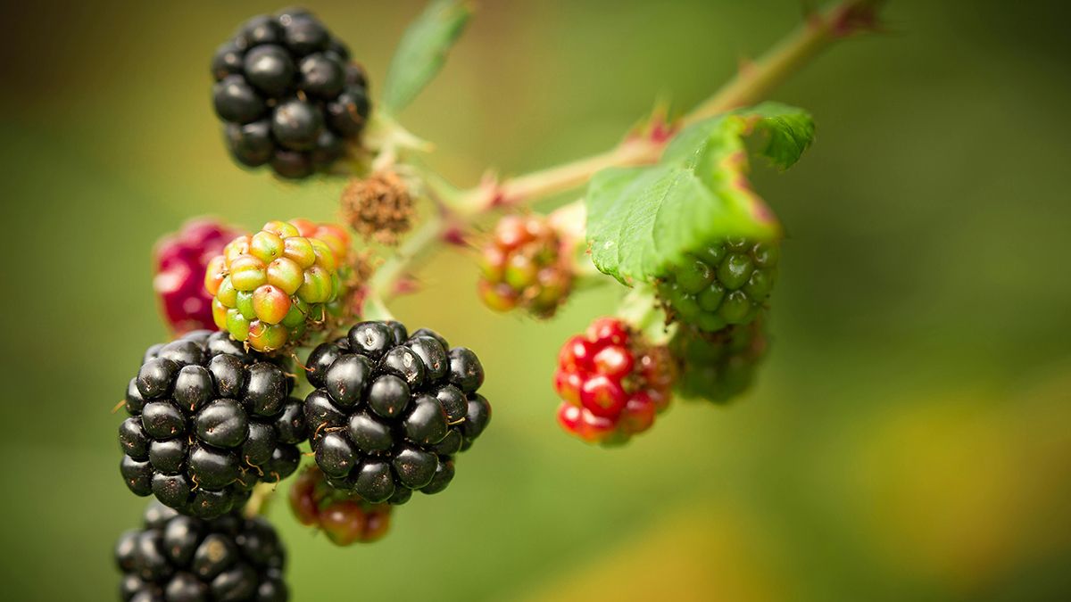 Названа идеальная подкормка ежевики Названа идеальная подкормка ежевики