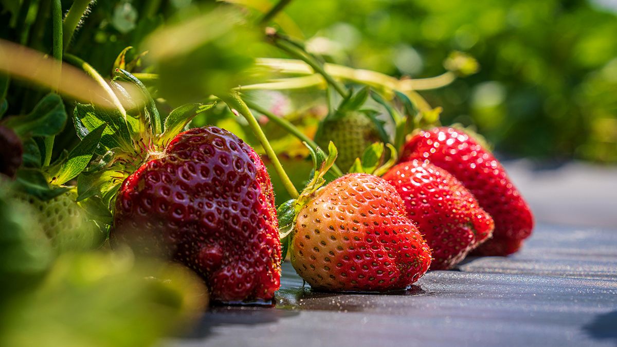 Один секрет, від якого полуниця буде шалено рости Один секрет, від якого полуниця буде шалено рости