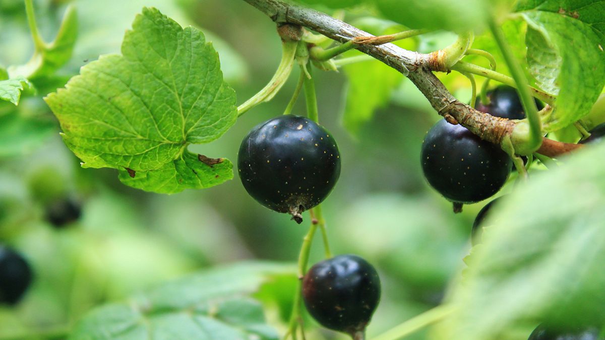 Смородину надо опрыскивать содой Смородину надо опрыскивать содой