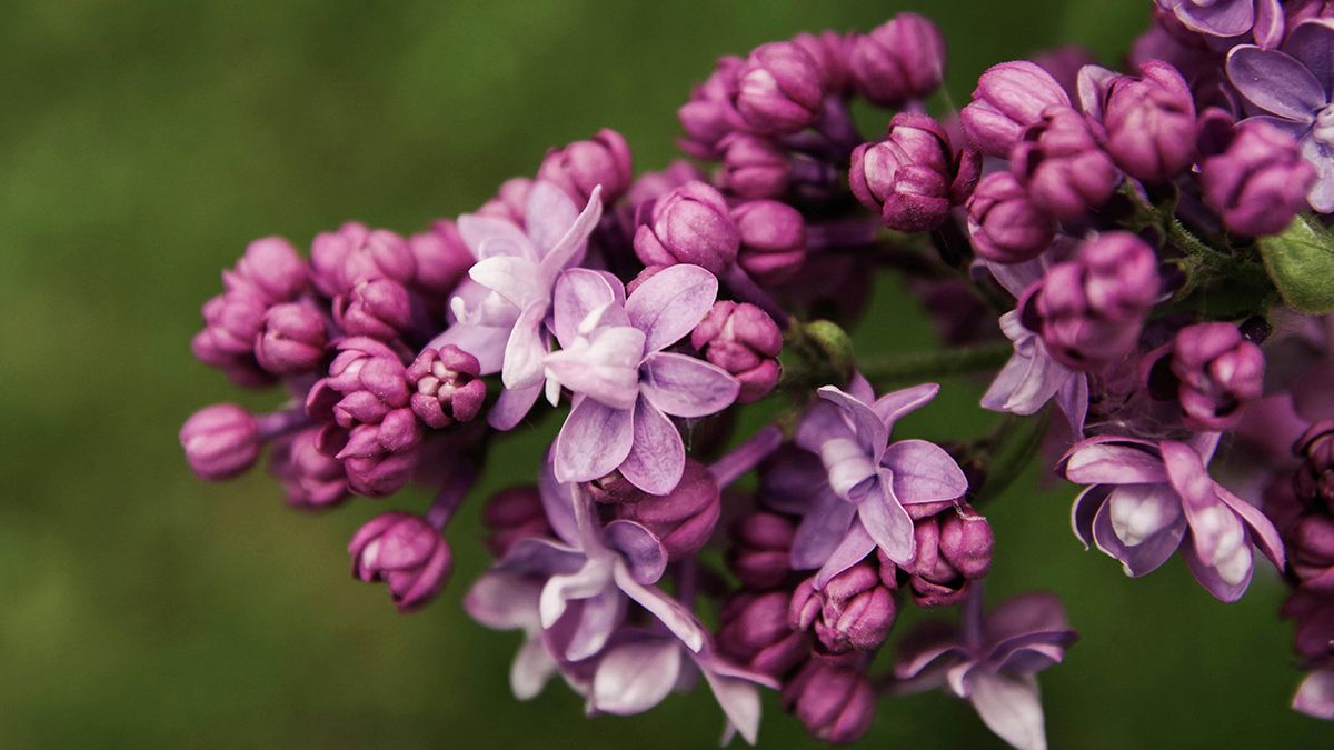 Сирень никогда нельзя ломать Сирень никогда нельзя ломать