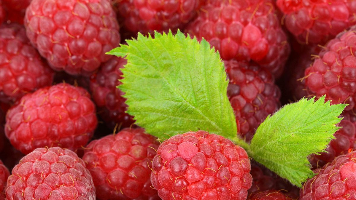 Деякі рослини не дадуть малині розростися Деякі рослини не дадуть малині розростися