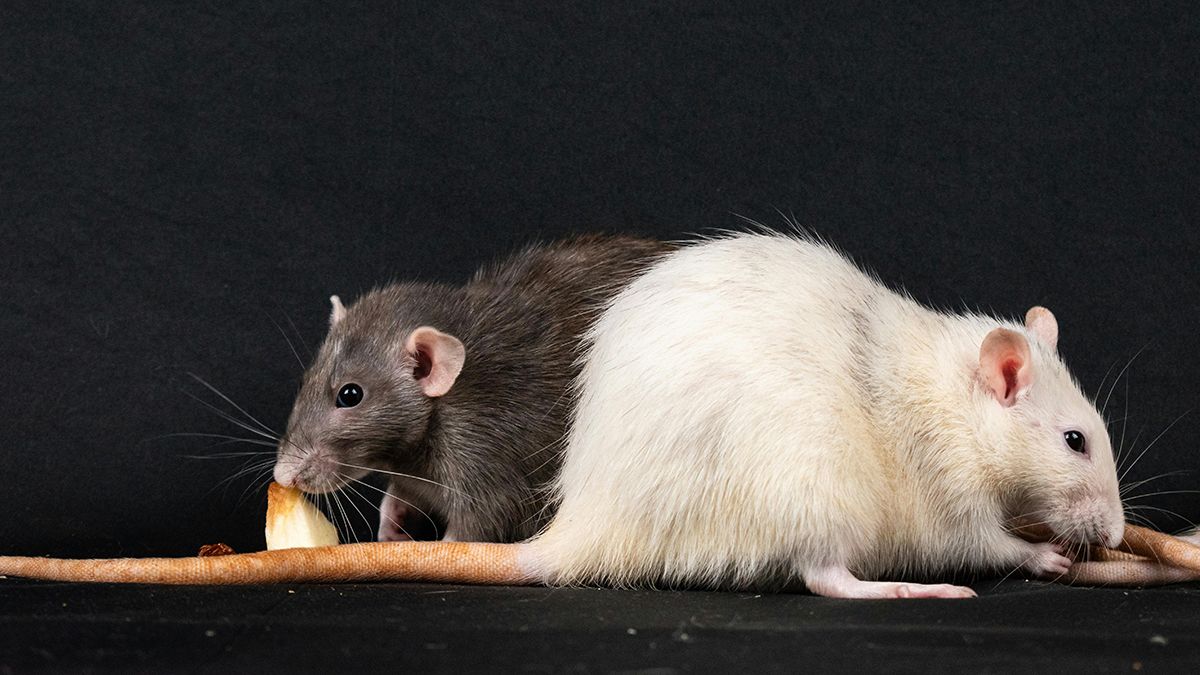 Щури легко втечуть з ділянки Щури легко втечуть з ділянки