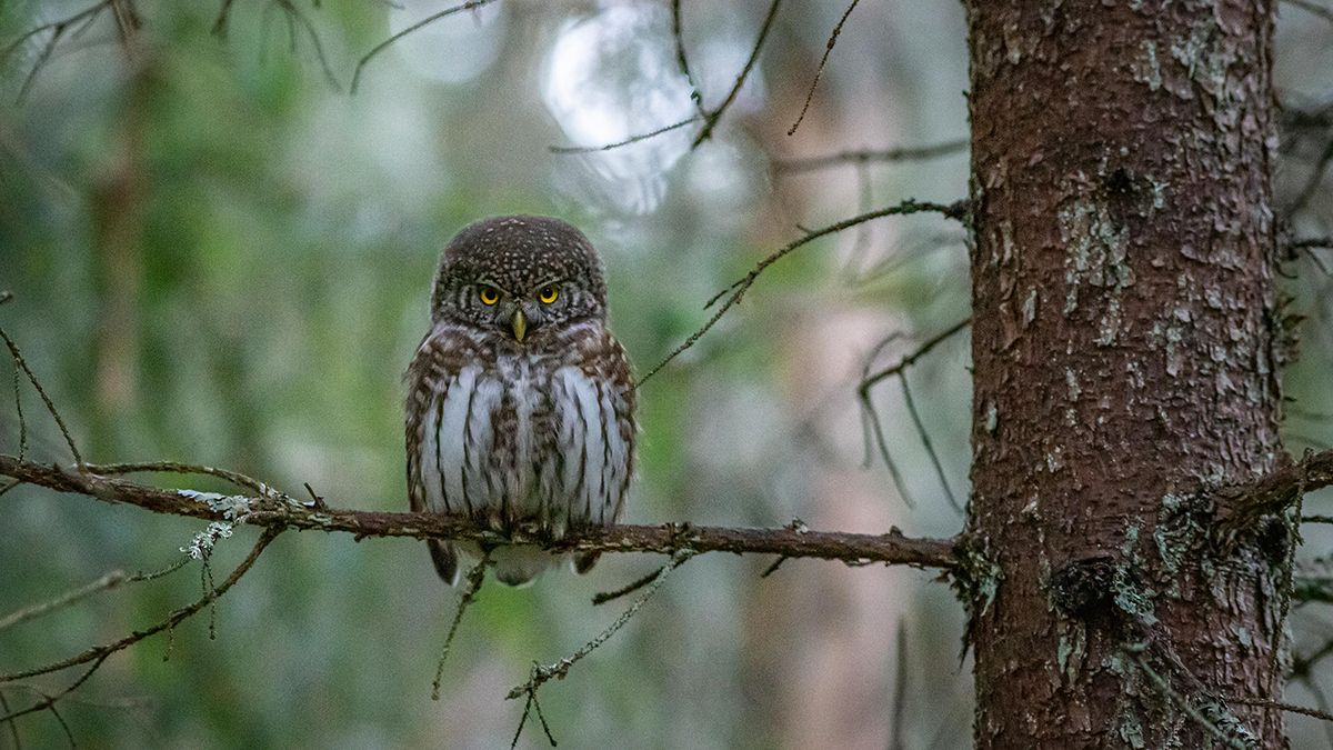 Не садіть ці дерева біля дому Не садіть ці дерева біля дому