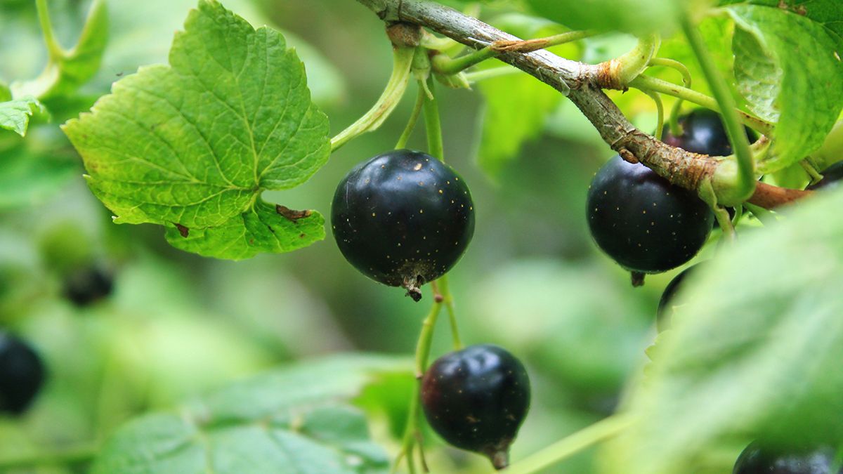 Смородину можно защитить от вредителей Смородину можно защитить от вредителей