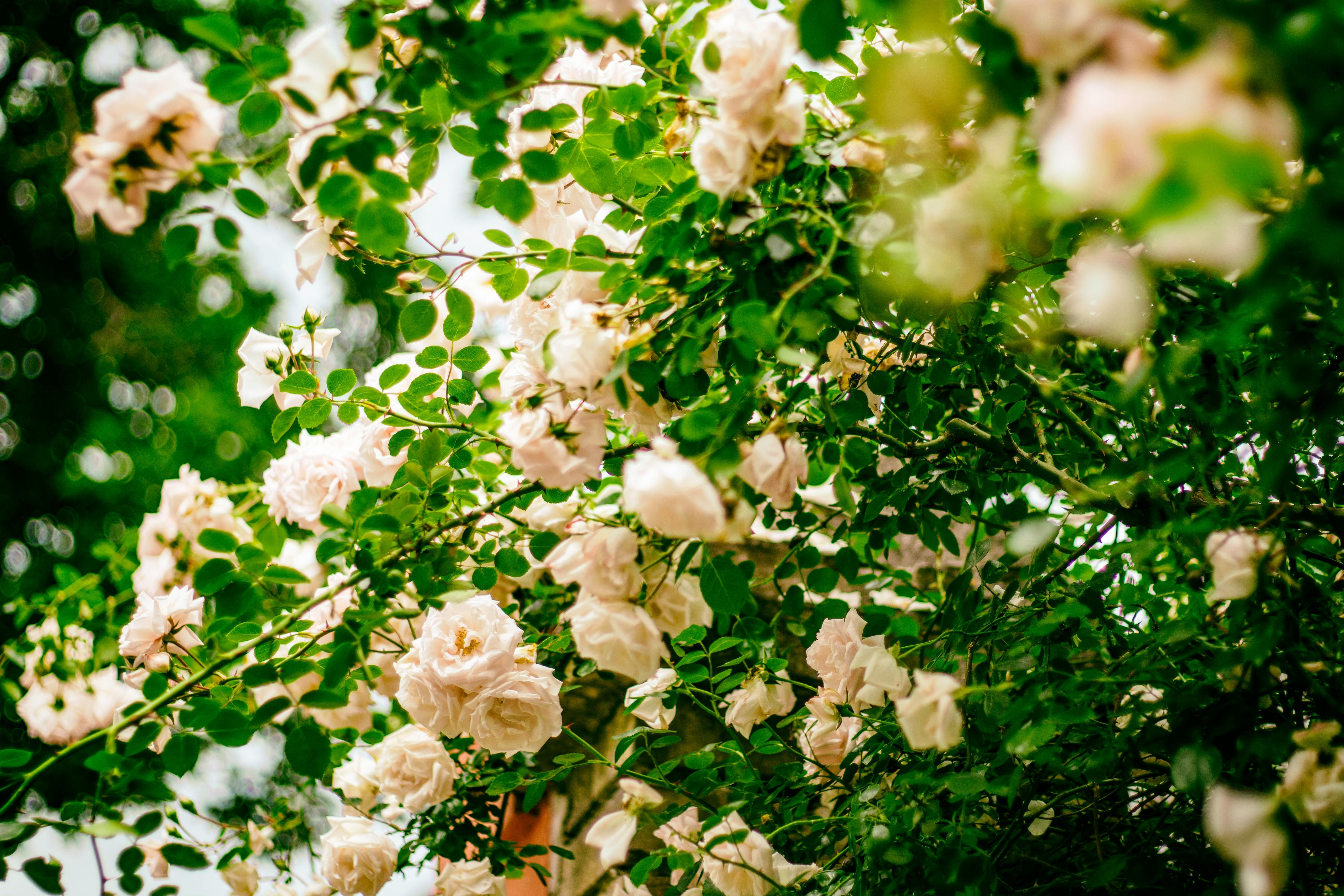 Сусідів для троянд варто обирати уважно Сусідів для троянд варто обирати уважно