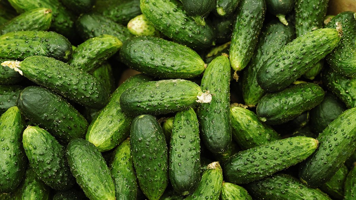 Найкращі сорти огірків, які можна садити у 2025 році Найкращі сорти огірків, які можна садити у 2025 році