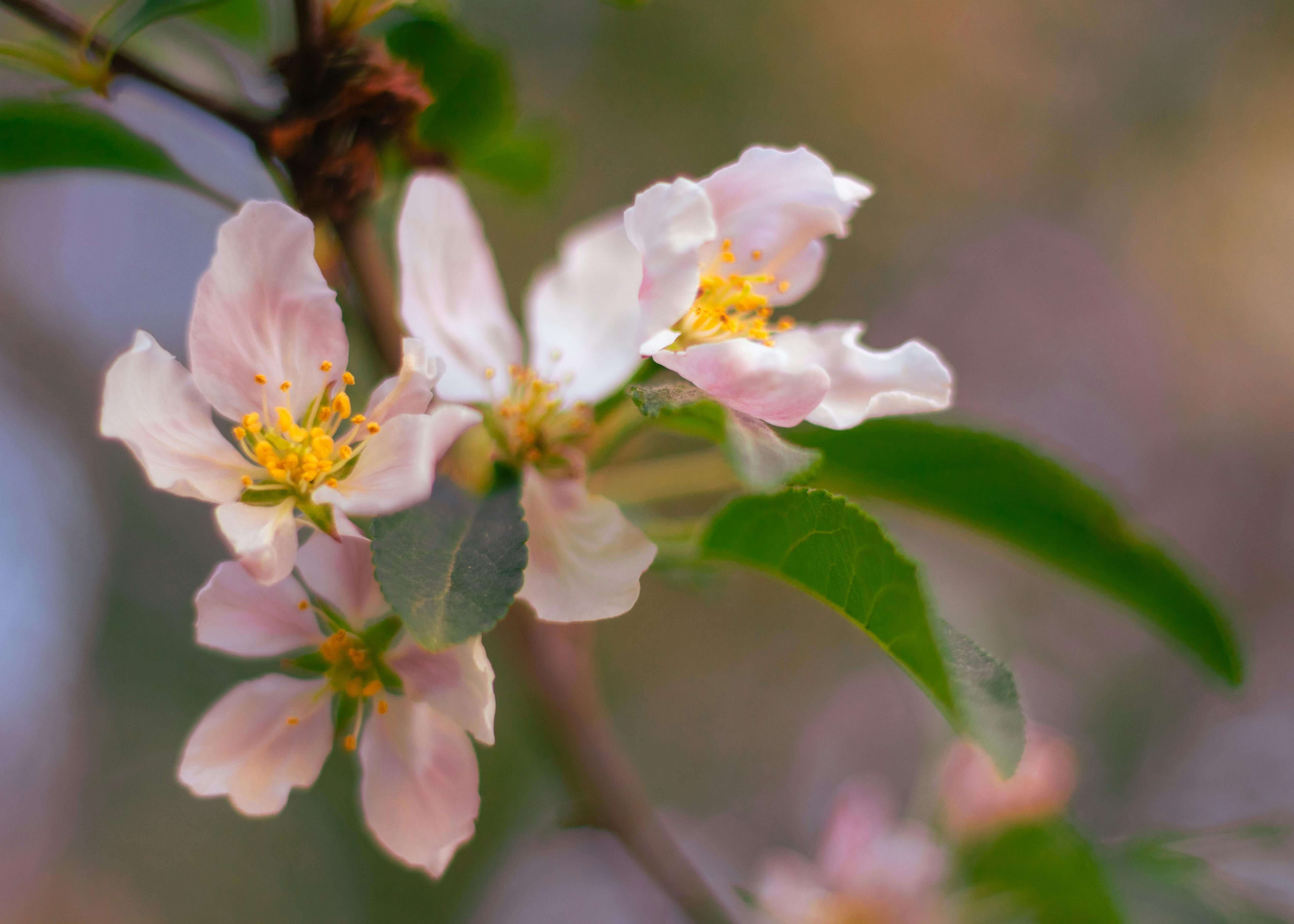 Яблони нужно защитить от вредителей Яблони нужно защитить от вредителей