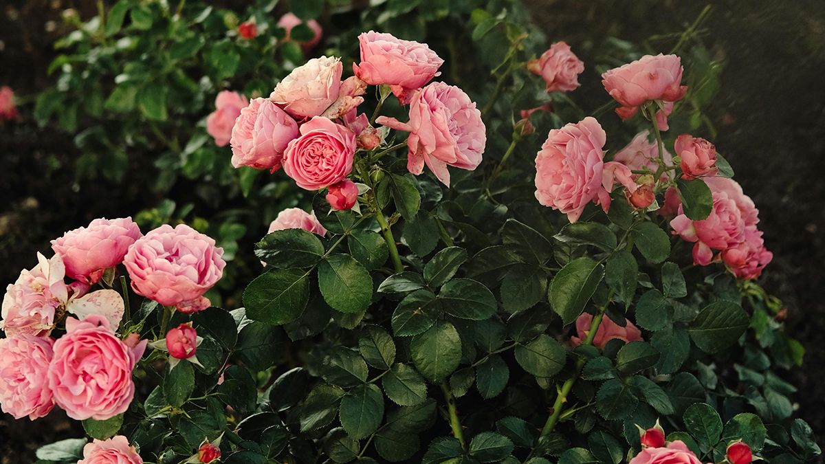 Тлю с розы легко вывести Тлю с розы легко вывести