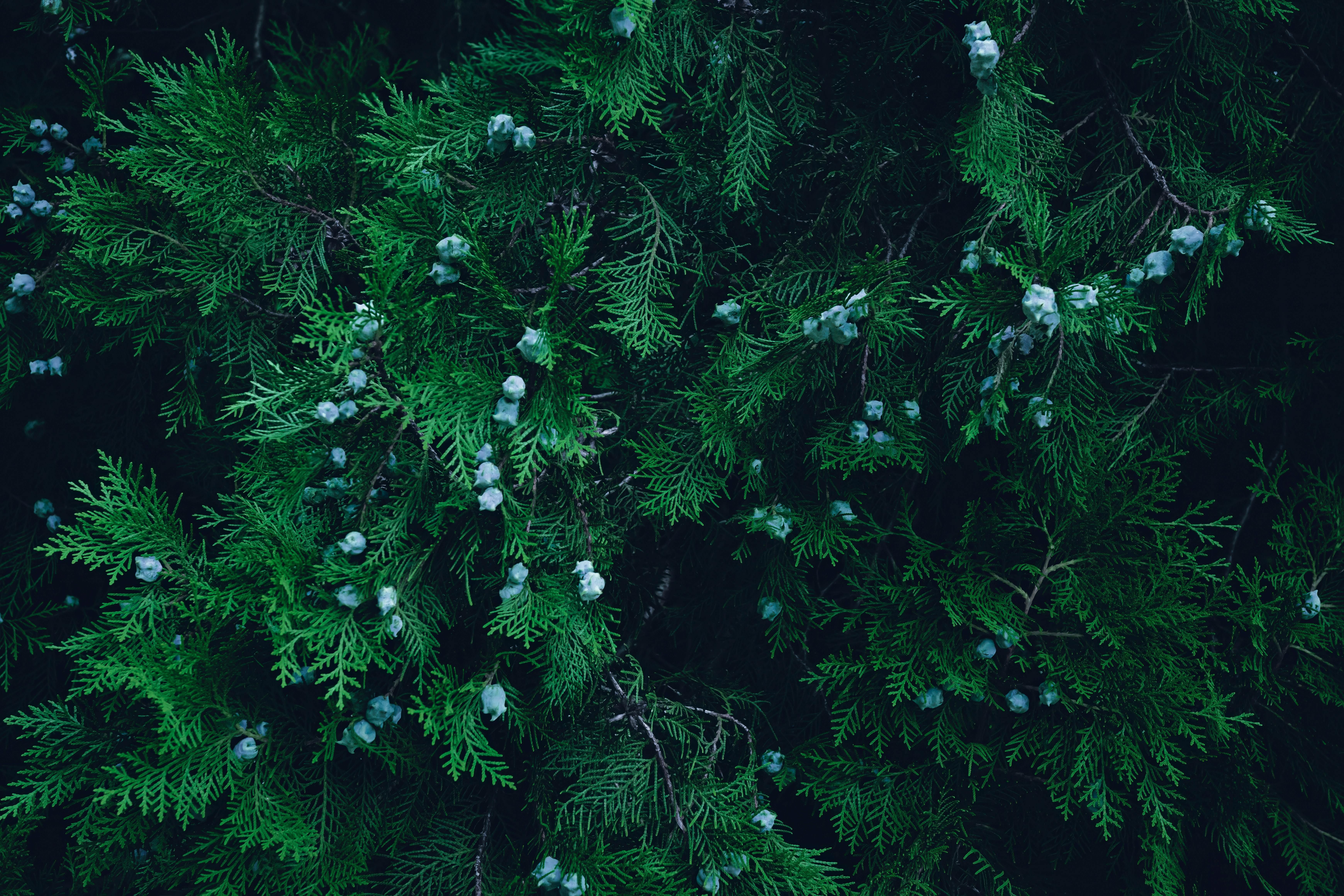 Туи нуждаются в правильном уходе Туи нуждаются в правильном уходе