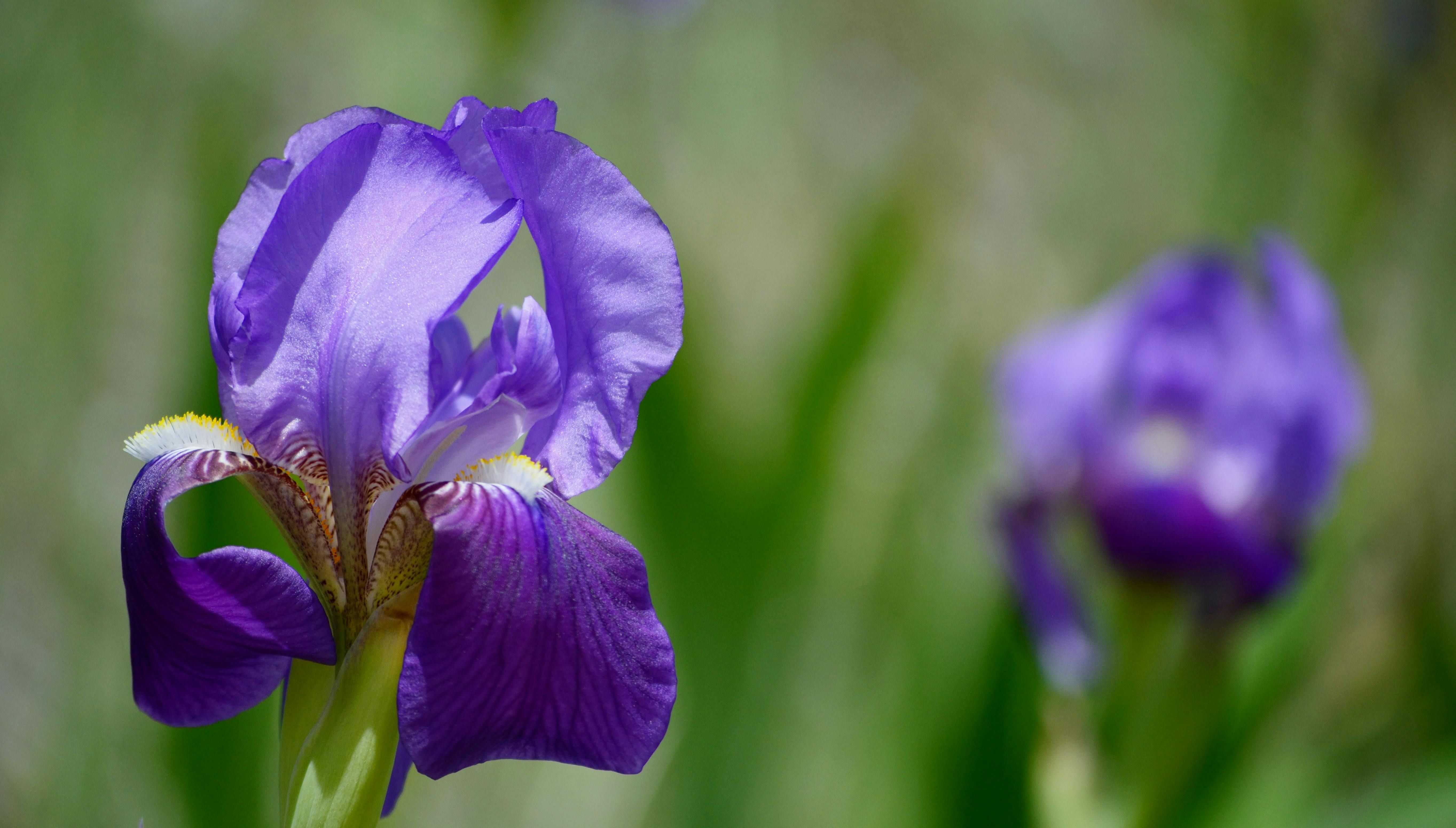 Іриси потрібно обрізати після цвітіння Іриси потрібно обрізати після цвітіння