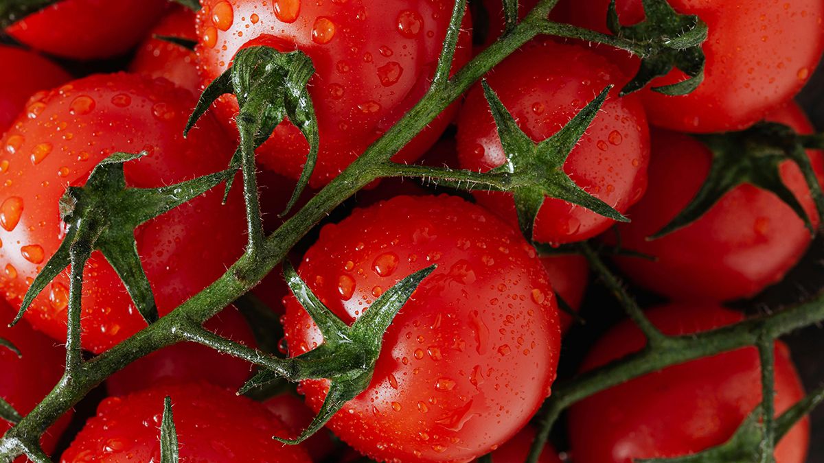 Худшее соседство с помидорами Худшее соседство с помидорами