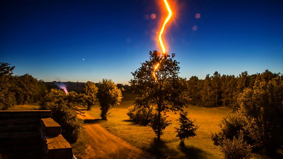 Виды деревьев, которые нельзя сажать возле дома Виды деревьев, которые нельзя сажать возле дома