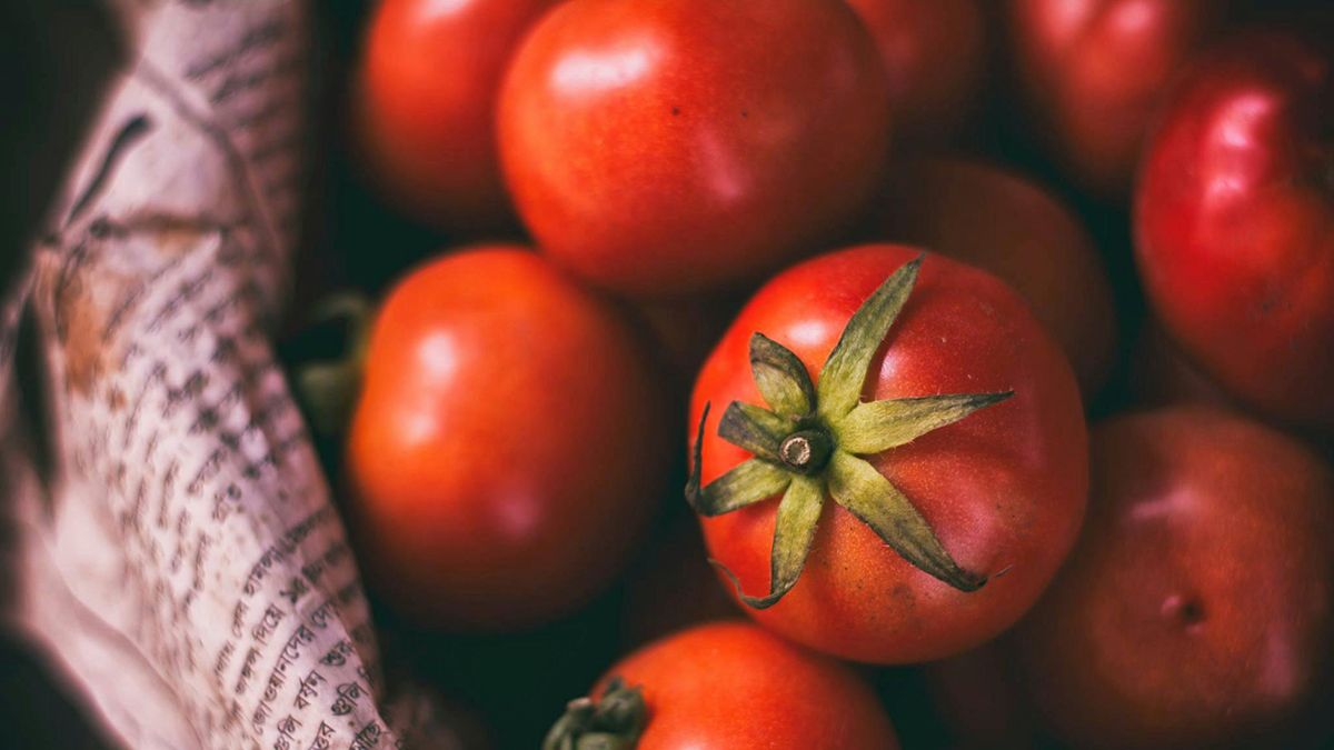 Сорта помидоров, которые не стоит сажать Сорта помидоров, которые не стоит сажать