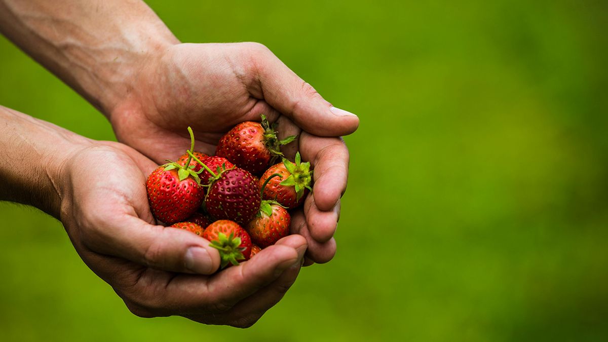 Названо найкраще підживлення для полуниці Названо найкраще підживлення для полуниці