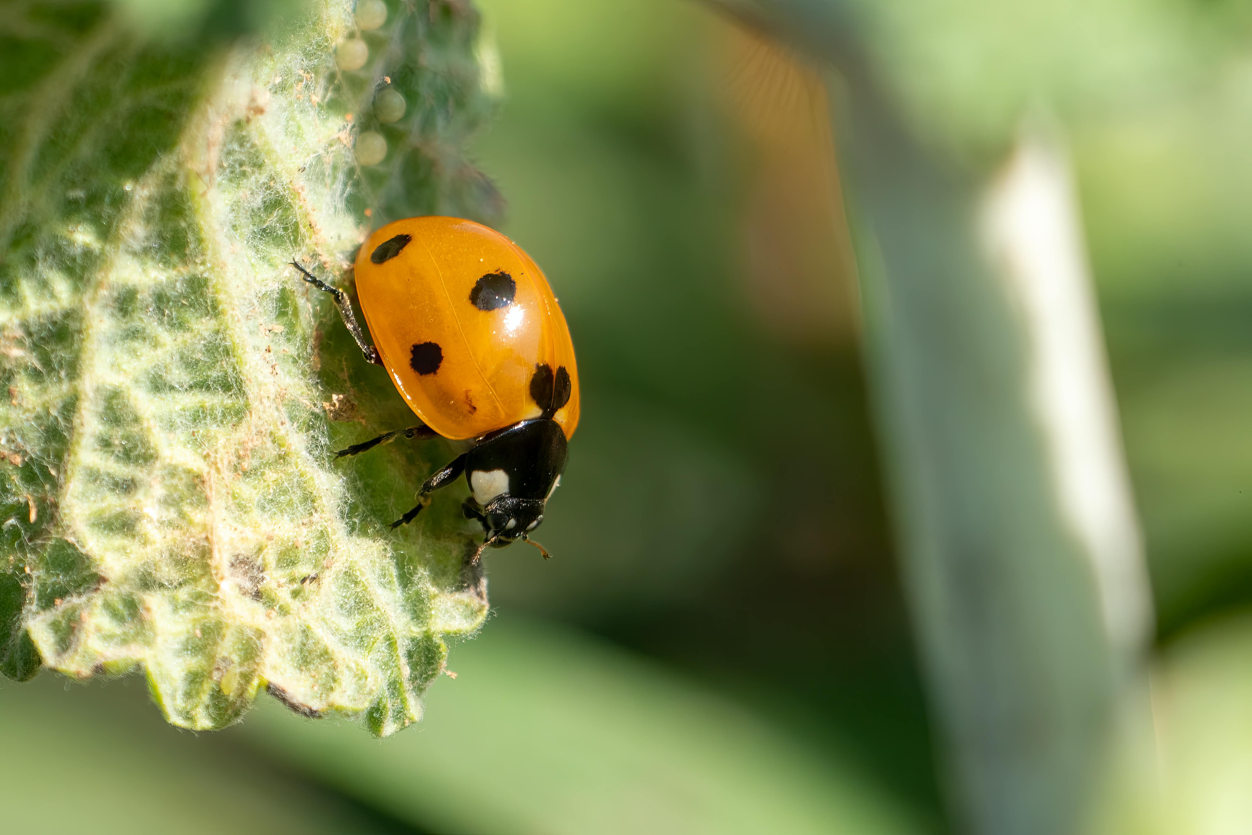 Смородину може вразити попелиця Смородину може вразити попелиця