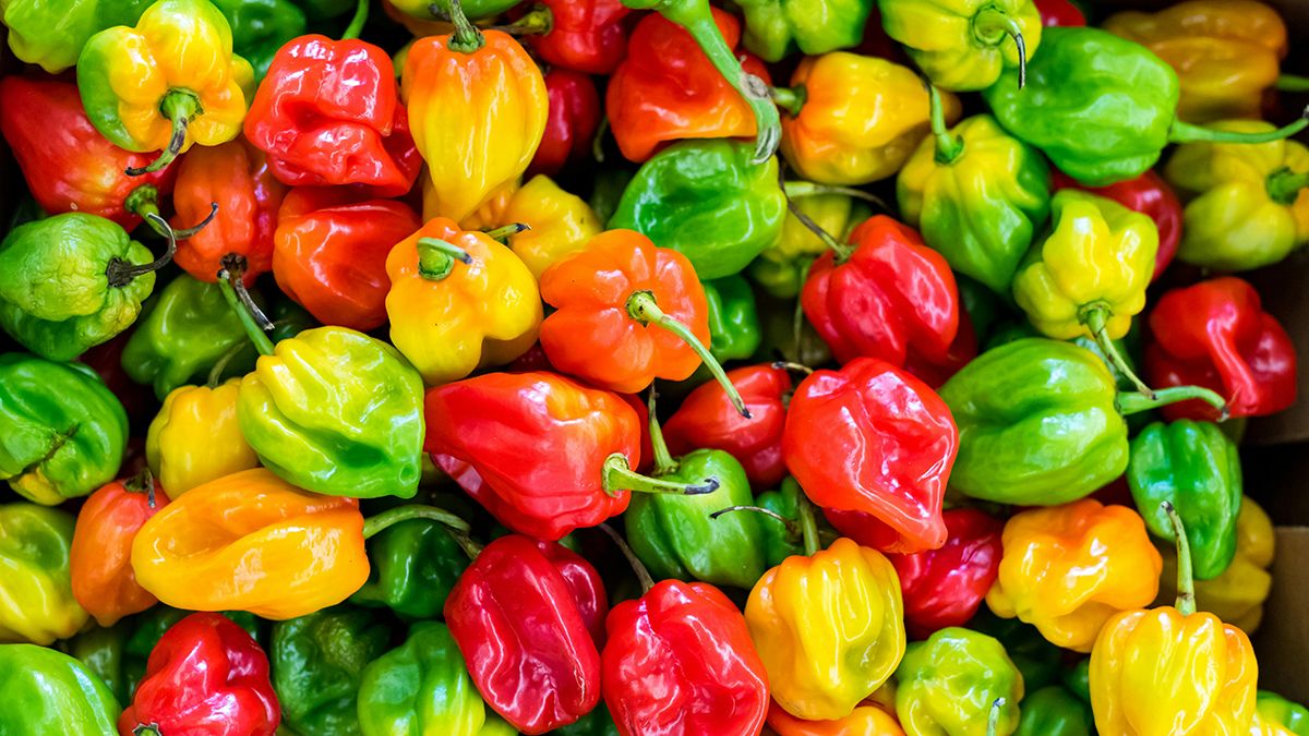 Підгодівля перцю, яка покращить урожай Підгодівля перцю, яка покращить урожай