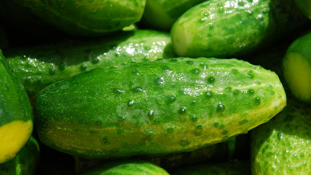 Чем подкармливать огурцы с мая по август Чем подкармливать огурцы с мая по август