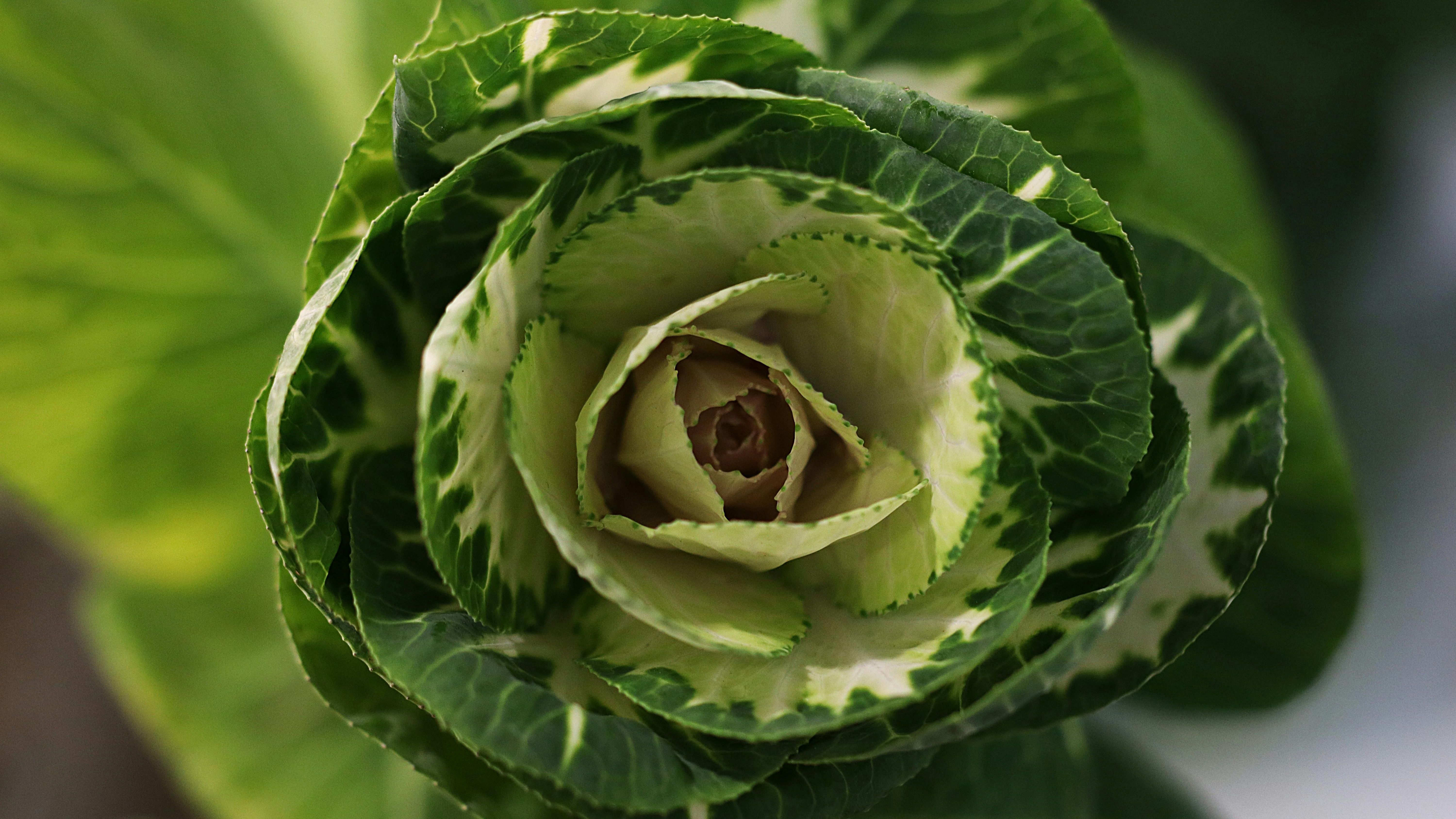 Наилучшая подкормка для капусты Наилучшая подкормка для капусты