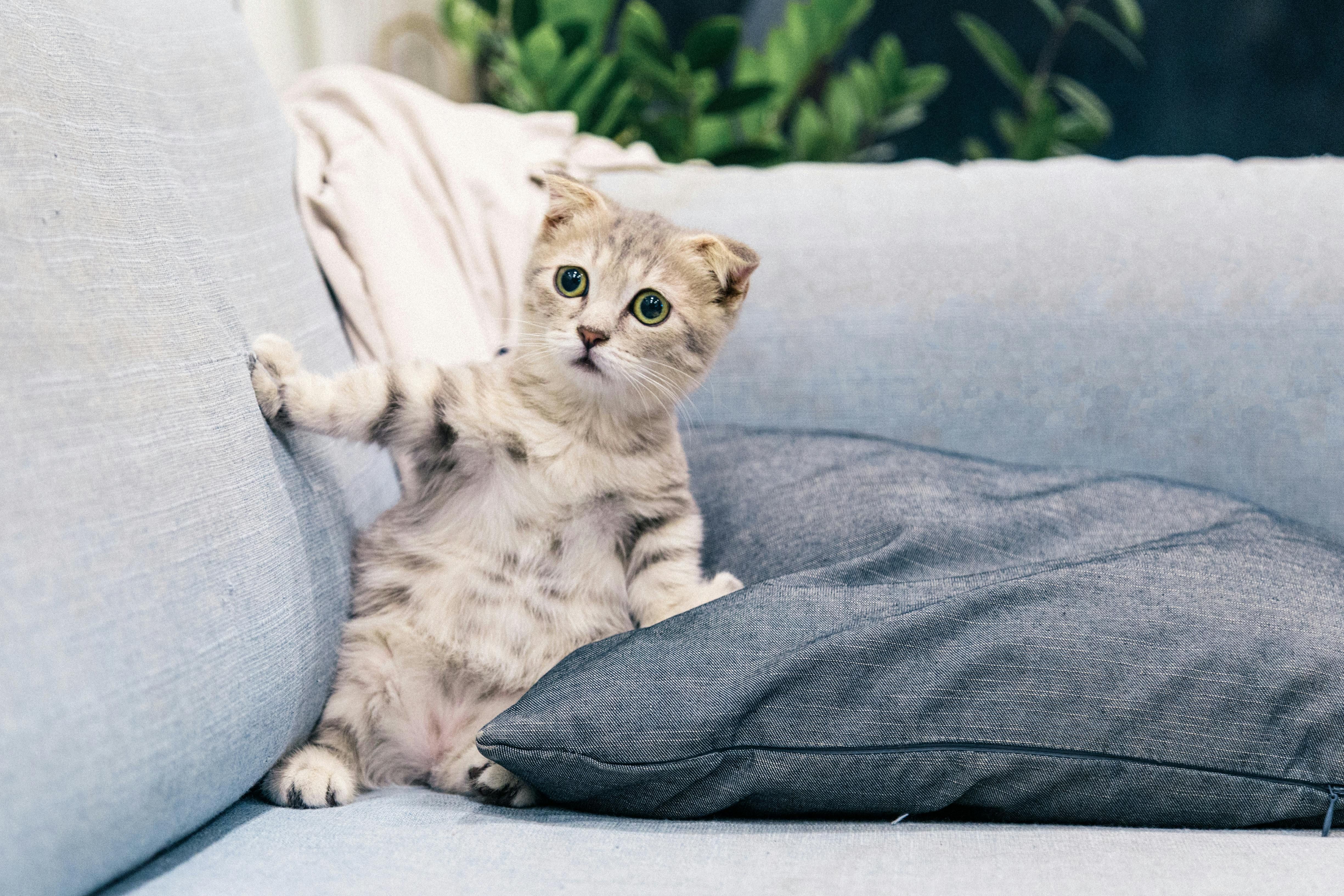 Кота нужно приучить к лотку