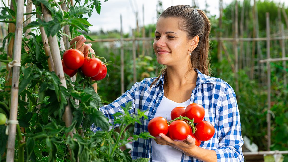 Самые лучшие удобрения для помидоров Самые лучшие удобрения для помидоров